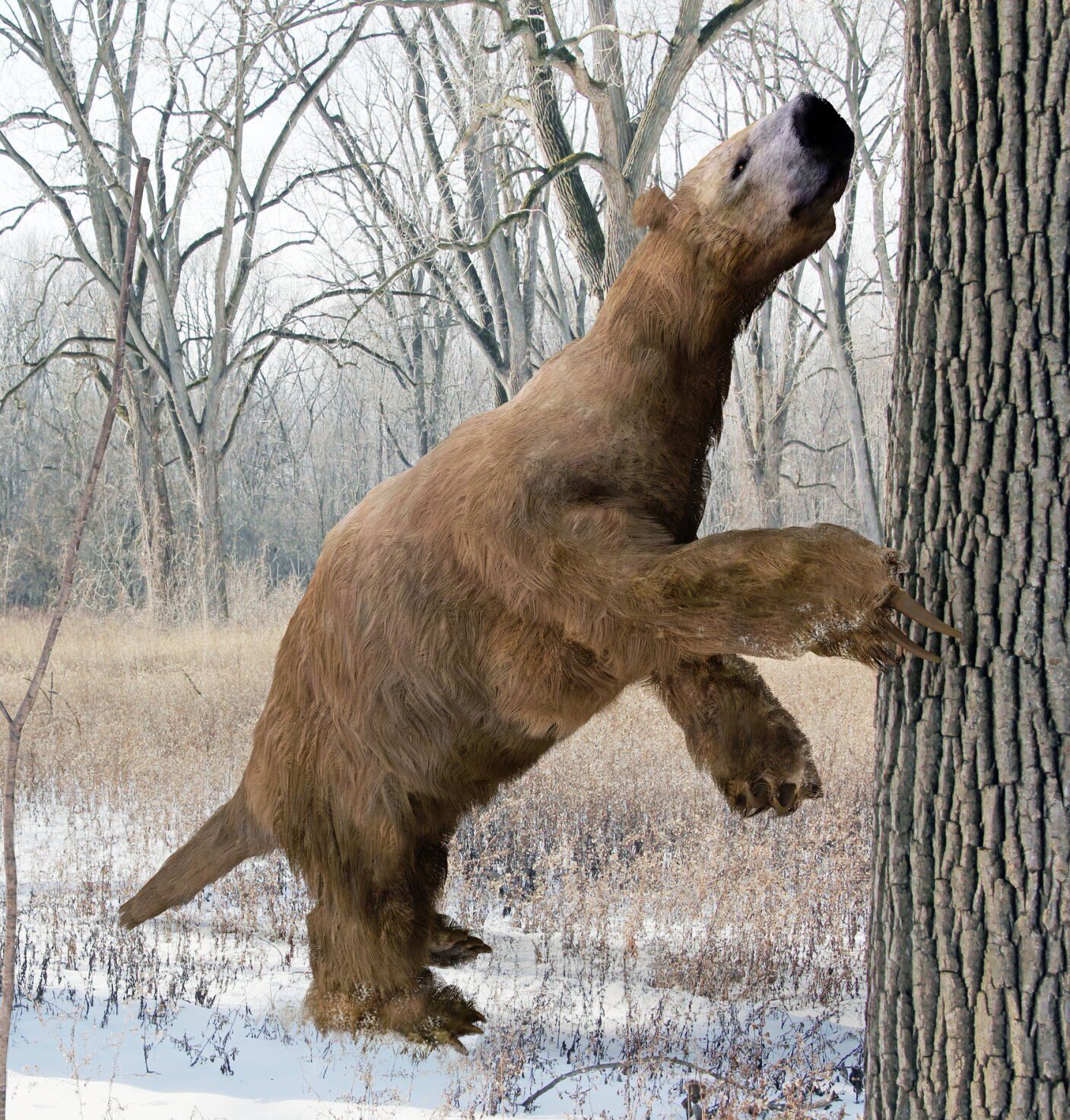 L'arbre de recherche de Megalony